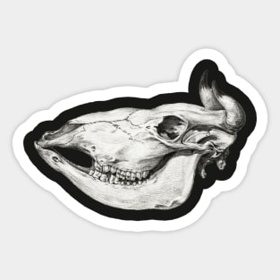 Skull of a cow by Jean Bernard Sticker